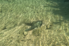 Hypostomus froehlichi Hypostomus froehlichi