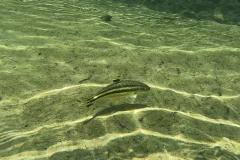 Leporellus vittatus Leporellus vittatus