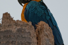 Blauw-gele ara (Ara ararauna) Blauw-gele ara (Ara ararauna)