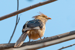 Guirakoekoek (Guira guira) Guirakoekoek (Guira guira)