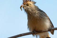Guirakoekoek (Guira guira) Guirakoekoek (Guira guira)