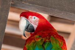 Groenvleugelara (Ara chloropterus) Groenvleugelara (Ara chloropterus)