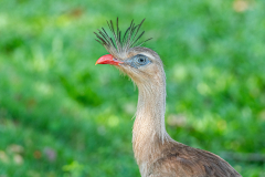 Kuifseriema (Cariama cristata) Kuifseriema (Cariama cristata)