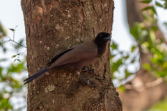 Purpergaai (Cyanocorax cyanomelas) Purpergaai (Cyanocorax cyanomelas)