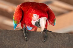 Groenvleugelara (Ara chloropterus) Groenvleugelara (Ara chloropterus)