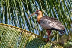 Geelhalsibis (Theristicus caudatus) Geelhalsibis (Theristicus caudatus)