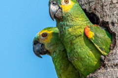 Blauwvoorhoofdamazone (Amazona aestiva) Blauwvoorhoofdamazone (Amazona aestiva)