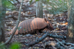 Zesbandgordeldier (Euphractus sexcinctus) Zesbandgordeldier (Euphractus sexcinctus)
