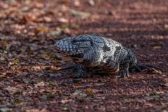Zwart witte Argentijnse teju (Salvator merianae) Zwart witte Argentijnse teju (Salvator merianae)