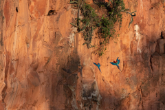 Groenvleugelara (Ara chloropterus) Groenvleugelara (Ara chloropterus)