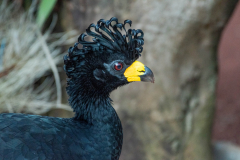 Maskerhokko (Crax fasciolata) Maskerhokko (Crax fasciolata)