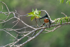 Amazone-ijsvogel (Chloroceryle amazona) Amazone-ijsvogel (Chloroceryle amazona)