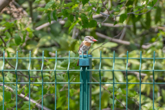 Vlekrugbaardkoekoek (Nystalus maculatus) Vlekrugbaardkoekoek (Nystalus maculatus)