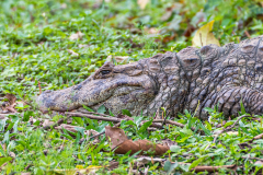 Breedsnuitkaaiman (Caiman latirostris) Breedsnuitkaaiman (Caiman latirostris)
