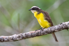 Roestvleugeltiran (Myiozetetes cayanensis) Roestvleugeltiran (Myiozetetes cayanensis)