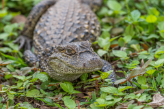 Breedsnuitkaaiman (Caiman latirostris) Breedsnuitkaaiman (Caiman latirostris)