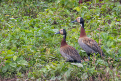 Witwangfluiteend (Dendrocygna viduata)
