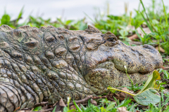 Breedsnuitkaaiman (Caiman latirostris) Breedsnuitkaaiman (Caiman latirostris)