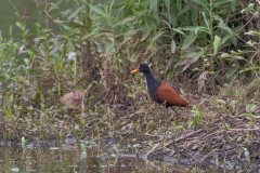 Leljacana (Jacana jacana) Leljacana (Jacana jacana)
