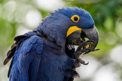 Hyacinthara (Anodorhynchus hyacinthinus) Hyacinthara (Anodorhynchus hyacinthinus)