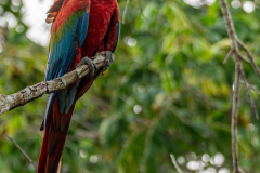 Groenvleugelara (Ara chloropterus) Groenvleugelara (Ara chloropterus)