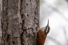 Wenkbrauwmuisspecht (Lepidocolaptes angustirostris)
