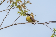 Bootsnaveltiran (Megarynchus pitangua)