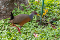 Cayennebosral (Aramides cajaneus) Cayennebosral (Aramides cajaneus)