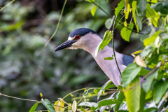 Kwak (Nycticorax nycticorax) Kwak (Nycticorax nycticorax)