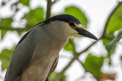 Kwak (Nycticorax nycticorax) Kwak (Nycticorax nycticorax)