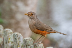 Roodbuiklijster (Turdus rufiventris) Roodbuiklijster (Turdus rufiventris)