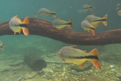 Brycon hilarii en Leporinus friderici Brycon hilarii en Leporinus friderici