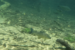 Leporinus friderici en Prochilodus lineatus Leporinus friderici en Prochilodus lineatus