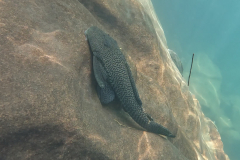 Hypostomus froehlichi Hypostomus froehlichi