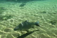 Prochilodus lineatus Prochilodus lineatus