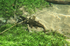 Hypostomus basilisko Hypostomus basilisko