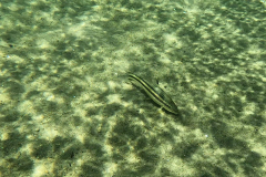 Leporellus vittatus Leporellus vittatus