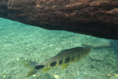 Leporinus friderici Leporinus friderici