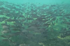 Prochilodus lineatus Prochilodus lineatus