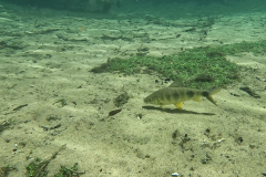 Leporinus friderici