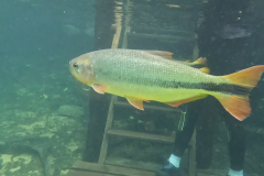 Brycon hilarii Brycon hilarii