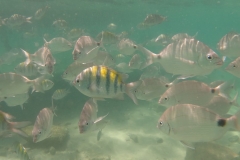 Sergeant-majoorvis (Abudefduf saxatilis) en Diplodus argenteus