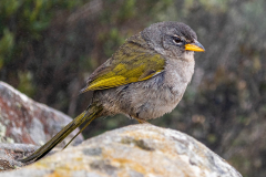 Pampagors (Embernagrana platensis) Pampagors (Embernagrana platensis)