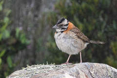 Roodkraaggors (Zonotrichia capensis) Roodkraaggors (Zonotrichia capensis)