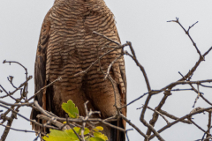 Savannebuizerd (Buteogallus meridionalis)