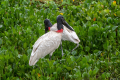 Jabiroe (Jabiru mycteria)