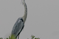 Sokoireiger (Ardea cocoi)