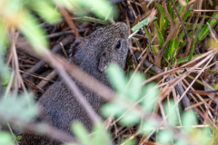 Braziliaanse cavia (Cavia aperea)