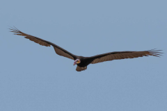 Kleine geelkopgier (Cathartes burrovianus)