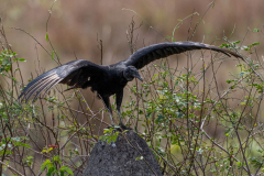 Zwarte gier (Coragyps atratus)
